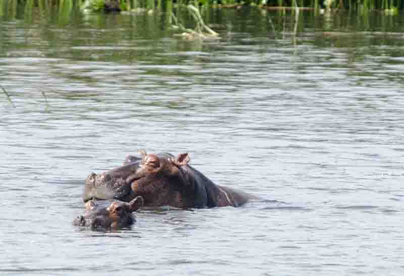 93 - Hipopotamo y cria - parque nacional de las cataratas Murchison - Uganda